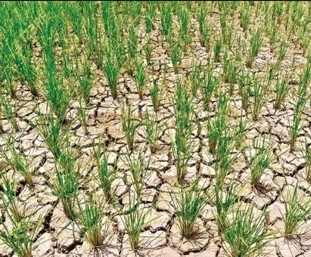 TGలో ఎల్ నినో ఎఫెక్ట్ - రైతులకు గుడ్ న్యూస్?